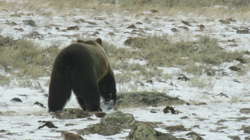 A brown bear walking in an environment that has snowy ground and he is smelling something in the air