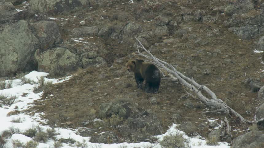 A brown fur bear is climbing a hill full of rocks with snowy ground and a small frost hovering in the air