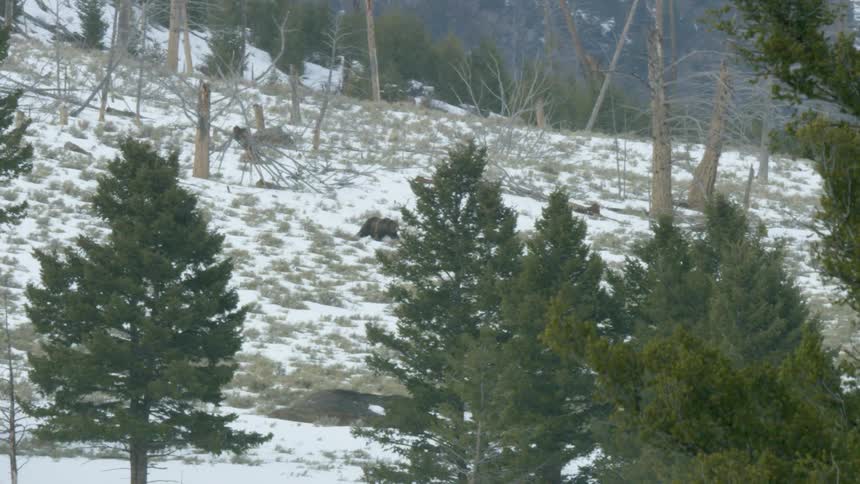 A bear running on a hill with the ground covered in snow and some pine trees around