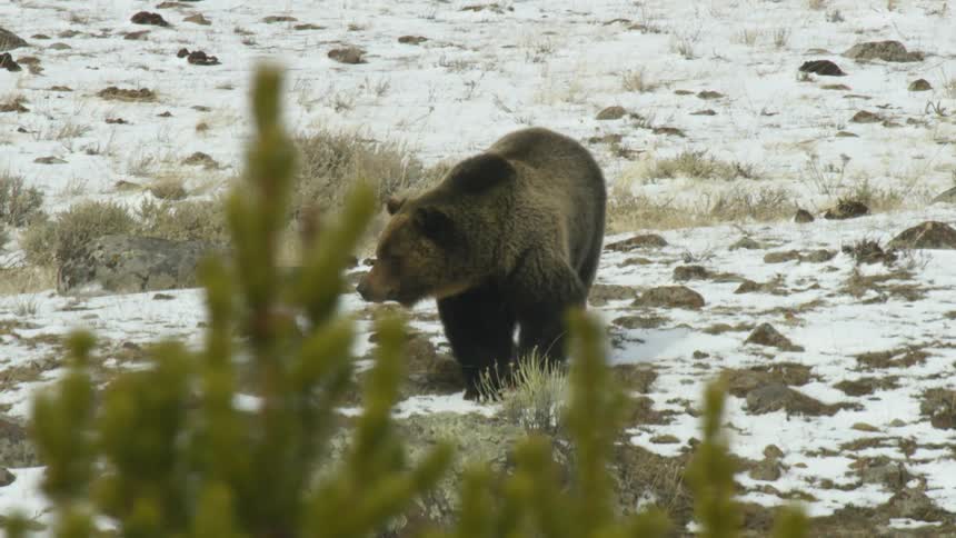A large brown bear is walking across a snowy rocky terrain while glancing around cautiously