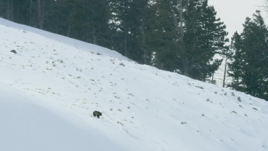 A bear walks alone down a snowy slope as snow falls lightly and a dense forest looms in the background