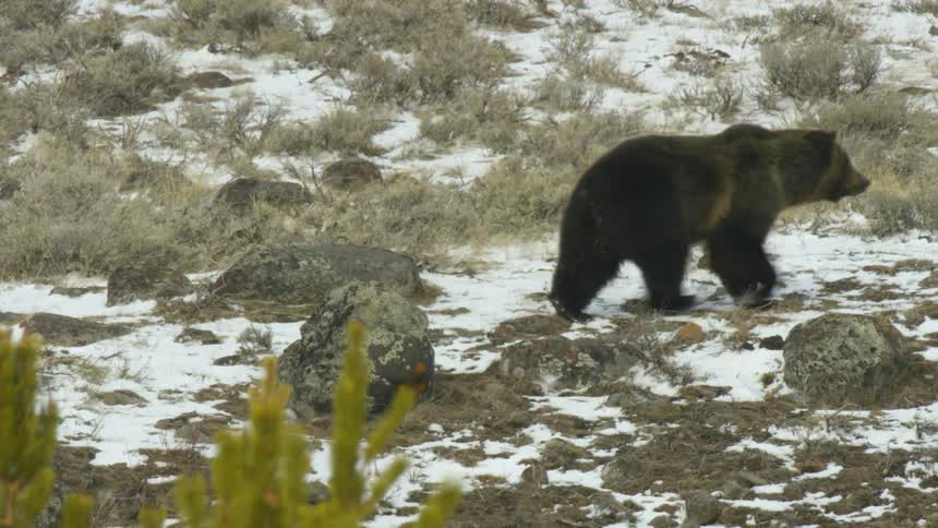 A grizzly bear walks across a snowy hillside covered in dry brush and rocks with the tops of small pine trees visible in the foreground