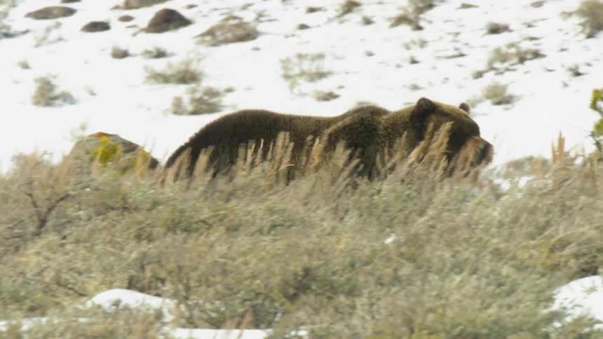 A large bear walking through snow and grass