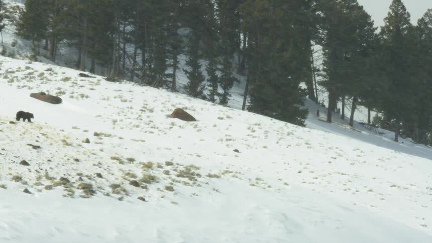 A bear walks alone across a snowy mountain slope while snow gently falls and pine trees line the background