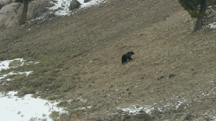 A bear is climbing up a dry rocky slope with patches of snow as it moves across a mountainous terrain