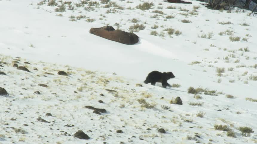 A bear is running across a snowy hillside in a mountainous landscape