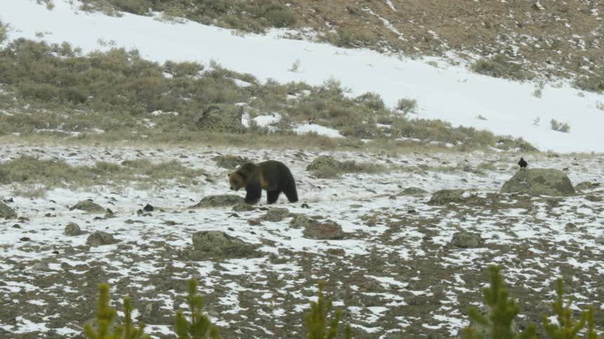 A brown bear walking in a snowy environment with some rocks on the ground going after a small bird that is close to him