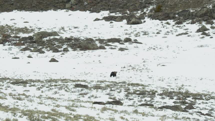 A lone grizzly bear walks across a vast snowcovered hillside dotted with rocks and sparse brush under an overcast sky