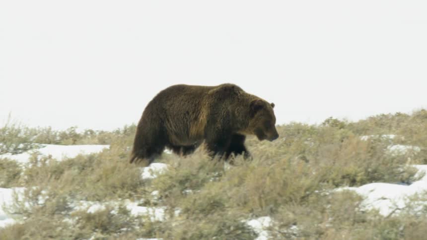 A brown fur bear is walking in an environment that has some vegetation covered with white snow on the ground