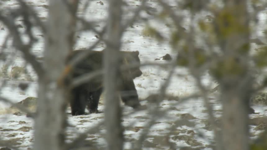 A large grizzly bear walks through a snowy rocky landscape its path partially obscured by foreground branches before passing near a crow perched on a rock