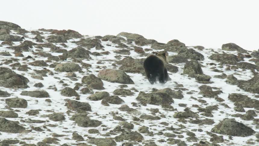 A bear runs across a rocky snowdusted mountainside under an overcast sky