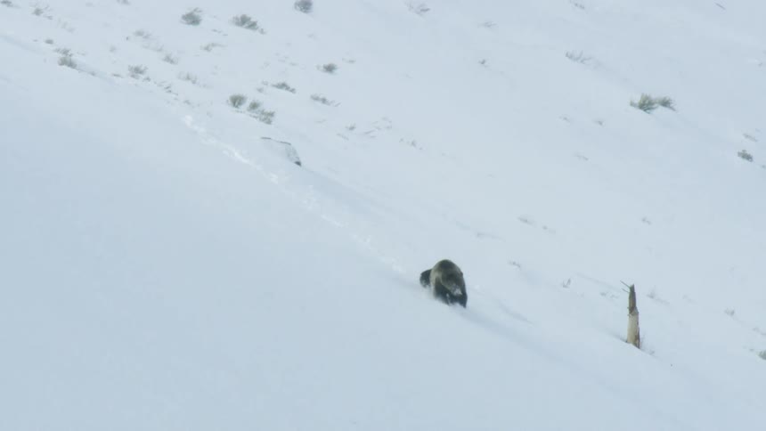A grizzly bear descending a snowy ravine