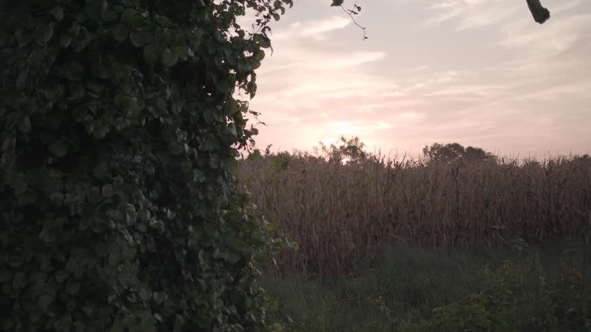 The field is full of very tall grass