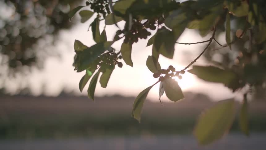 Sunlight filters through leaves and berries on a tree branch creating a backlit silhouette against a blurry background