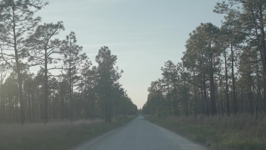 A moving car inches forward down a rural paved road that cuts through a forest at sunrise