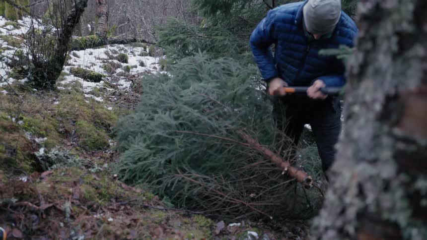 A person in a blue jacket and grey beanie chops the base of a small evergreen tree with an axe in a wooded area with patches of snow