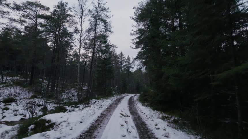 A snowcovered country road stretches ahead with trees lining both sides seen at midday