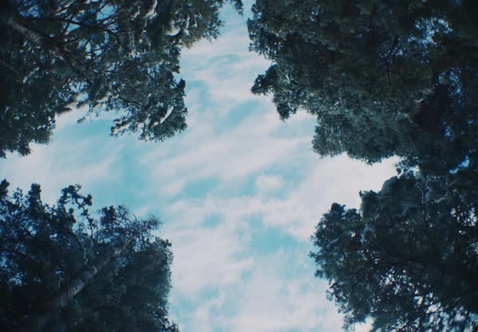Looking up through the snowdusted branches of tall trees reveals a partly cloudy blue sky above