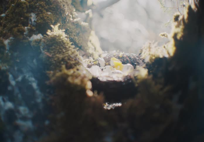 A macro view shows tiny white eggs resting in a small birds nest built into a mossy tree crevice with bright sunlight filtering from the background as a hand abruptly appears