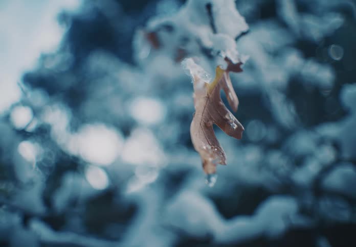 Close up of a frozen dry leaf