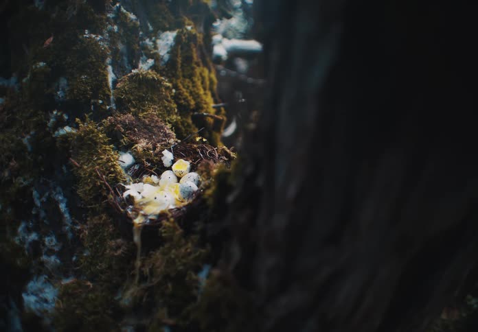 A birds nest on a tree with all the eggs visibly destroyed at midday