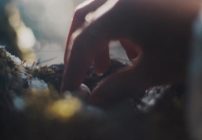 A persons arm is seen picking an egg from a birds nest in the forest at midday