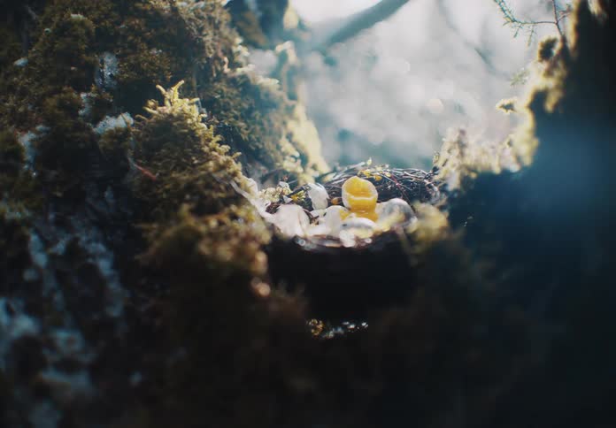 A straw nest with some open eggshells in the middle of a mossy tree