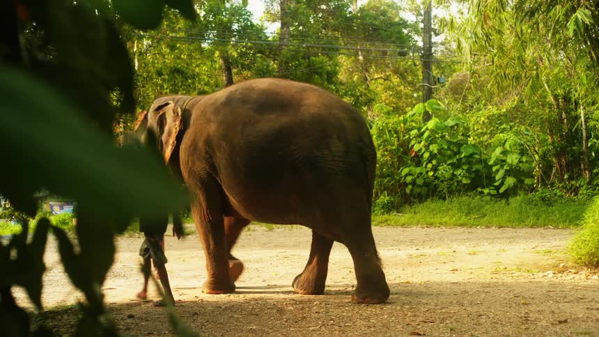 A man walking beside an elephant guiding it along the road