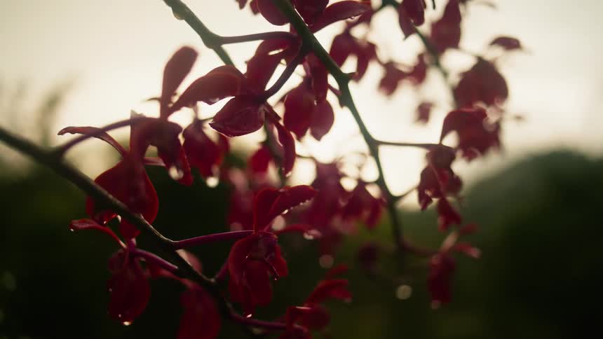 A tree branch with orange leaves drenched in rainwater at sundown