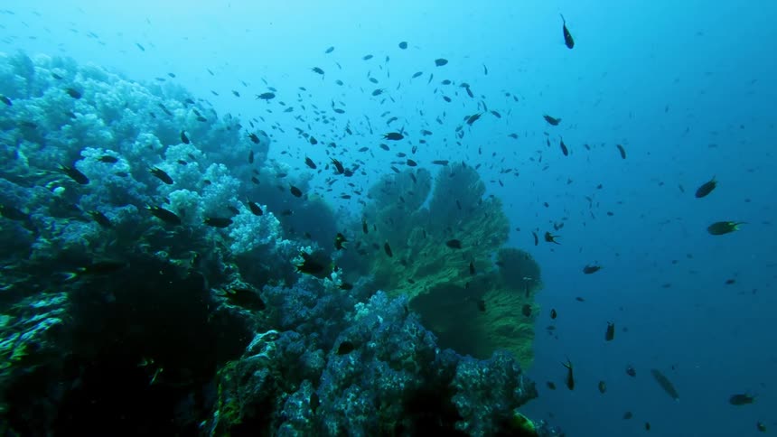 Many fish near corals and aquatic plants on the ocean floor