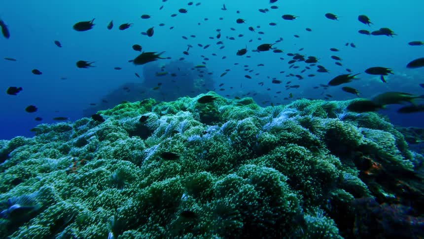 Fish fill the area above a reef in murky water during the daytime