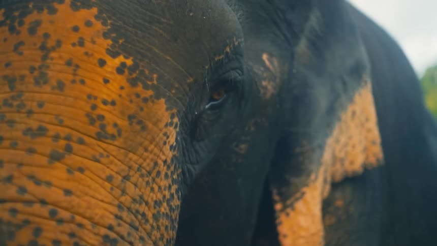 A closeup view reveals a grey elephant with distinct orange patches on its textured skin and a large ear that appears to be flapping set against a blurred green background