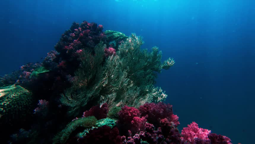 Fish swim around a colorful reef covered with coral