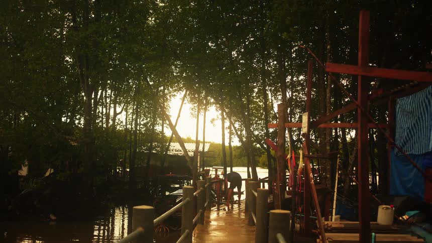 Sunlight filters through dense mangrove trees onto a weathered pier extending over still dark water
