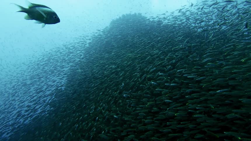 A school of fish swimming beneath the oceans surface