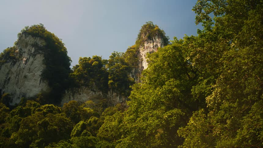 A lush jungle with mountains