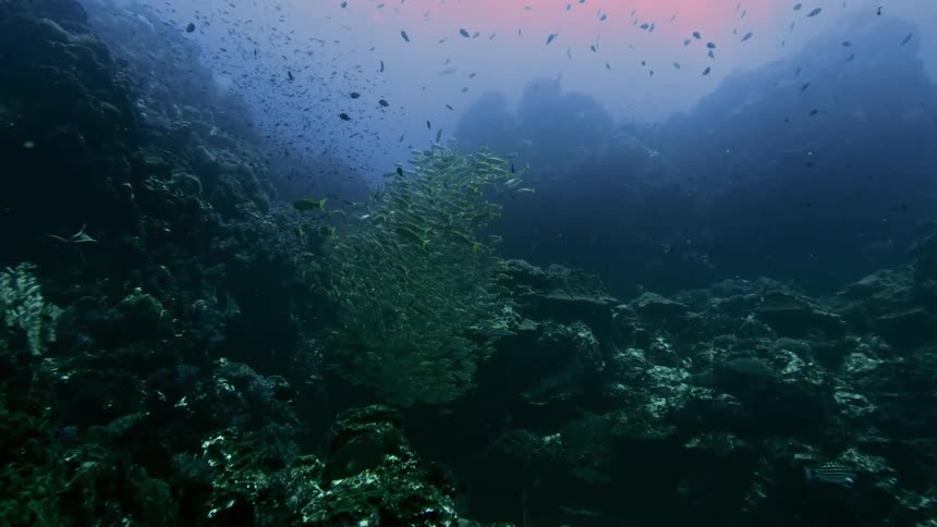 A school of fish swims amidst a rocky coral reef in a vast underwater landscape