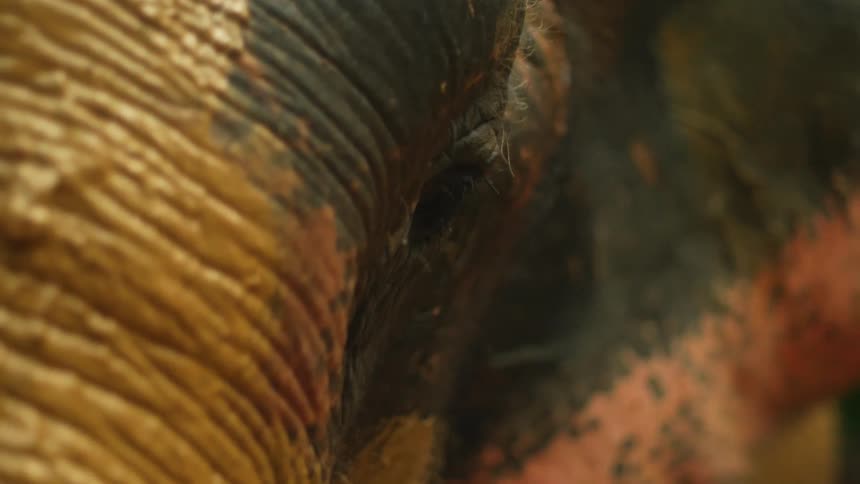 Closeup of the side face of an elephant