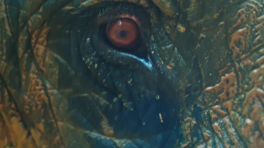 Close up of an elephants eye