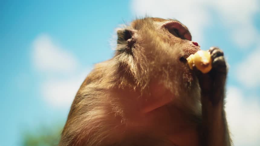 Baboon eating fruit outdoors