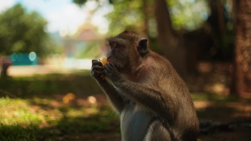 A monkey is sitting on the ground in a forested area eating a piece of fruit