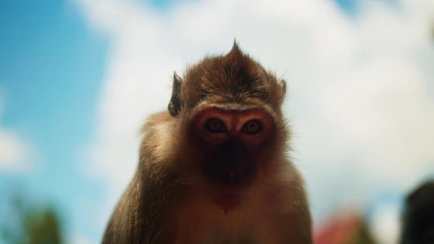 A closeup view of a monkey with a blue sky and clouds in the background