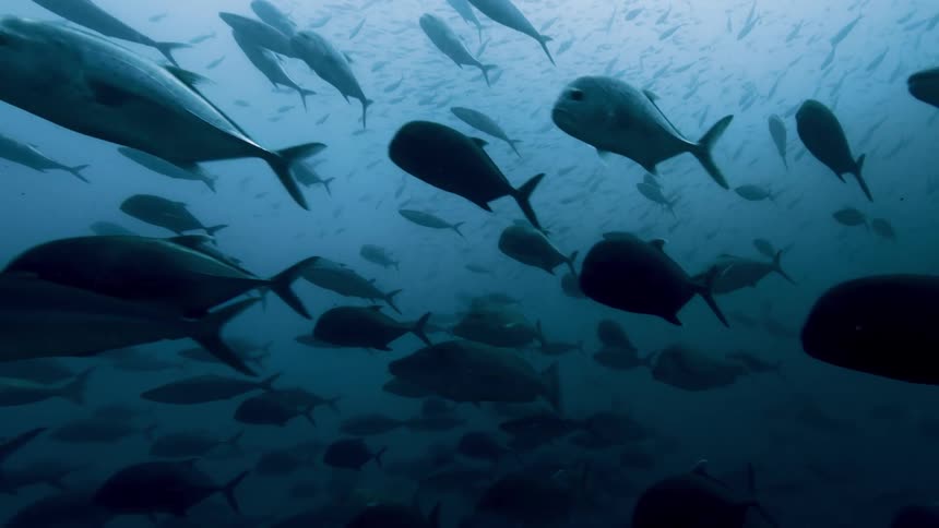 A school of fish at the bottom of the sea