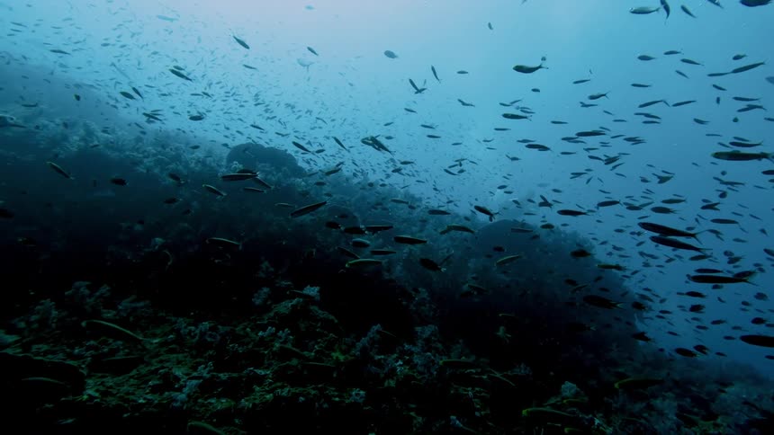 A large school of fish swimming above a coral reef