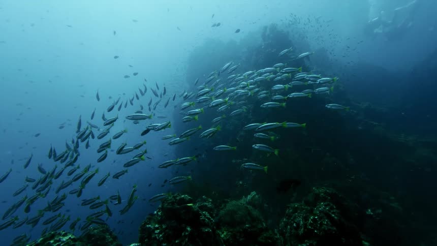 School of fish swimming near a submerged rock in the ocean with moss