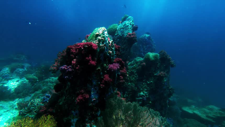 A coral reef is full of color as fish swim around it