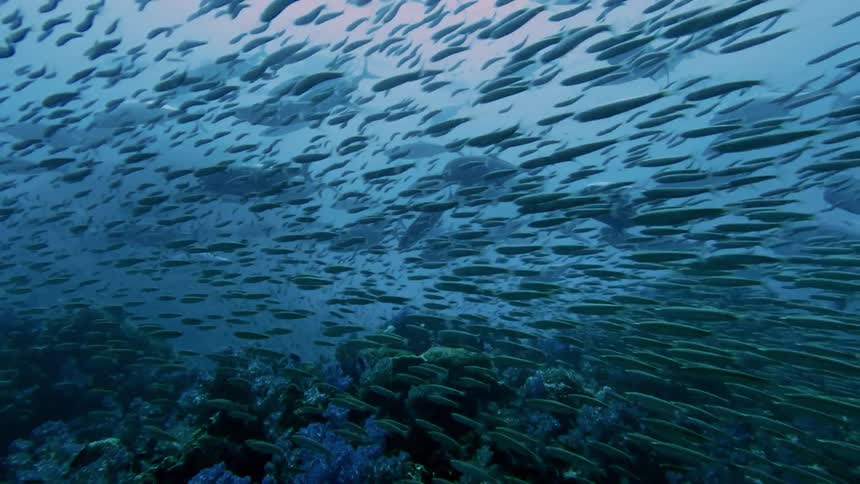 A large school of fish swimming above a coral reef