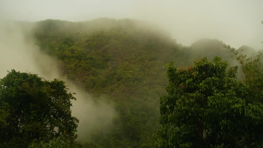 Fog blankets a forest at sundown softening the trees in a hazy golden glow