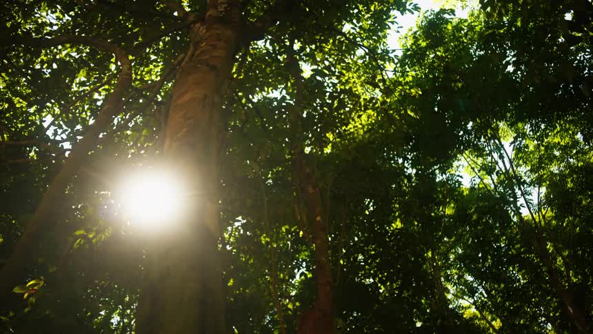 Sunlight filters through a dense canopy of leaves in a lush forest setting