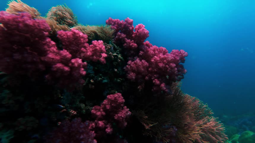 Fish swim towards the colorful coral reef